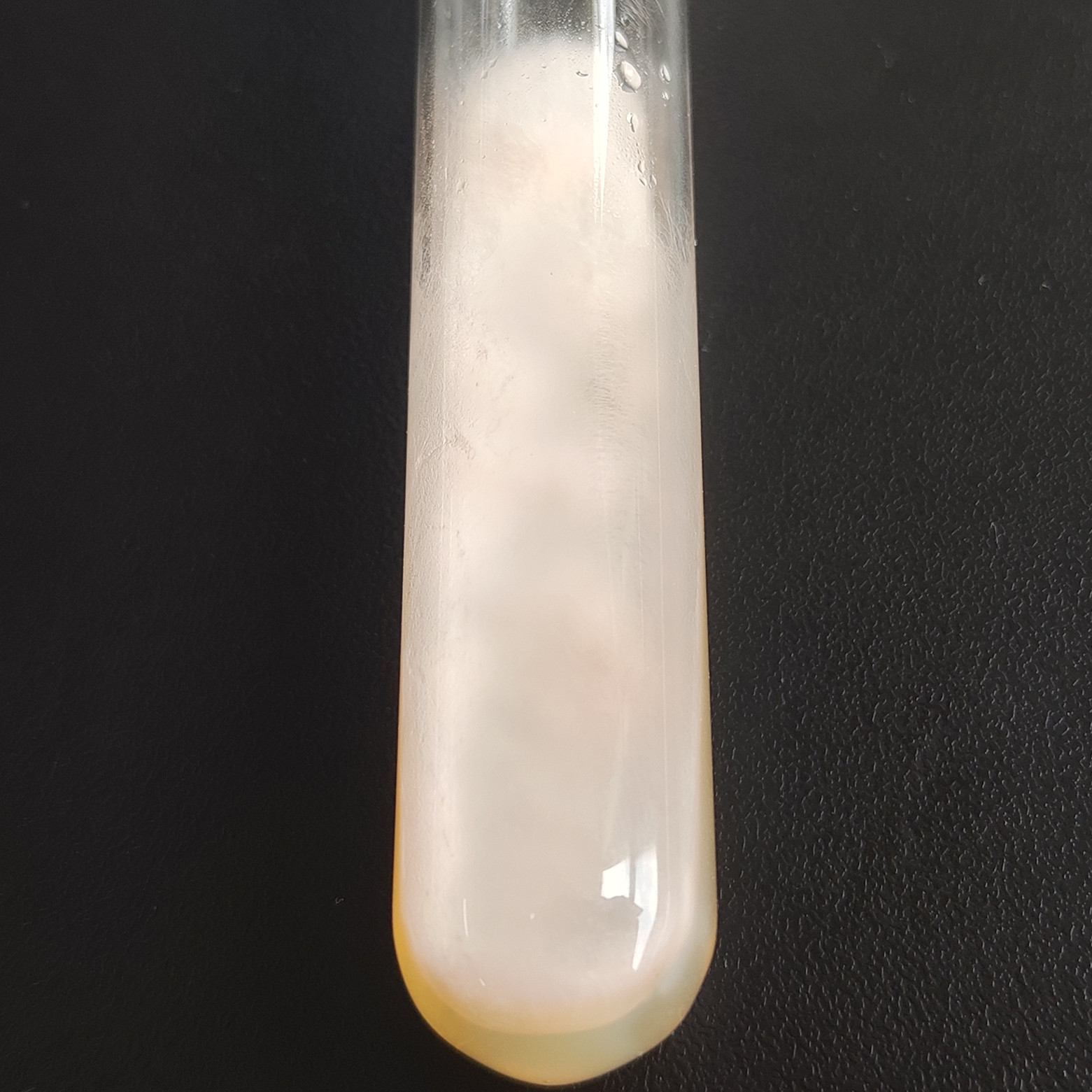 Fusarium oxysporum-BNCC