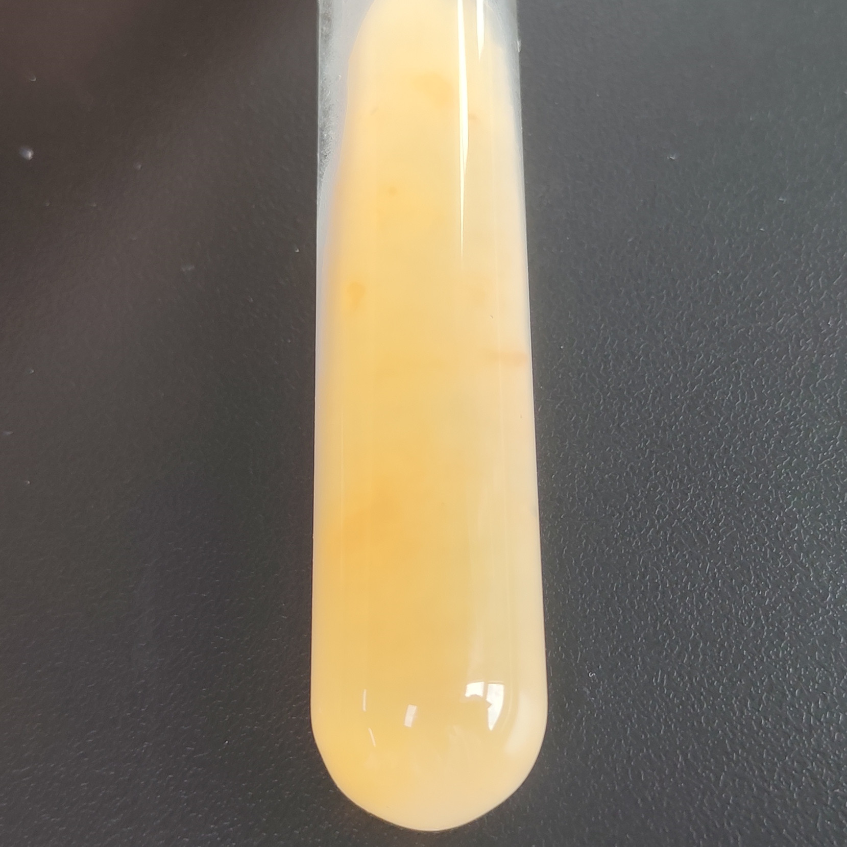 Fusarium oxysporum-BNCC