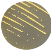 Staphylococcus aureus-BNCC