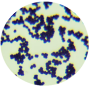Staphylococcus aureus-BNCC