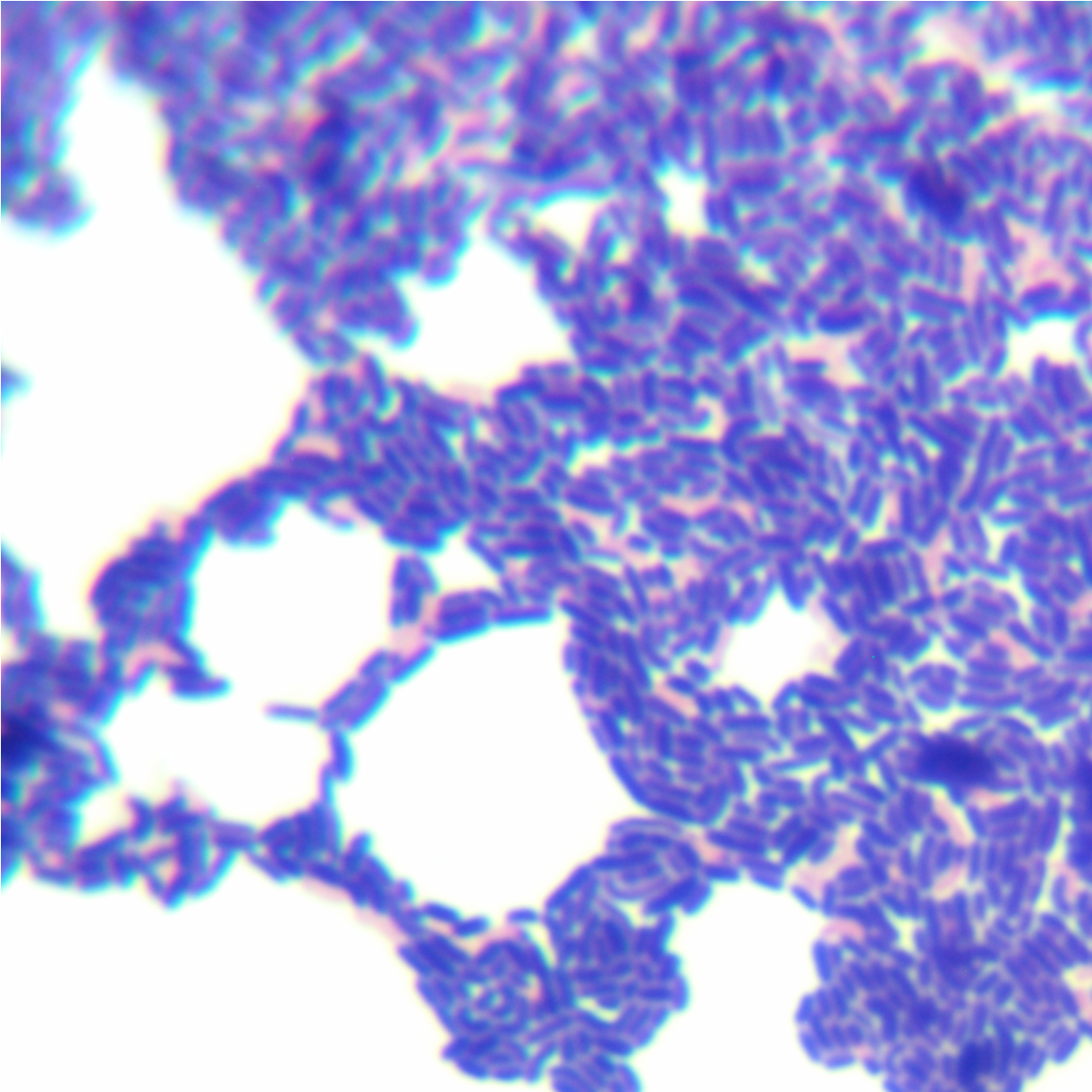 Lactobacillus paracasei subsp. paracasei-BNCC