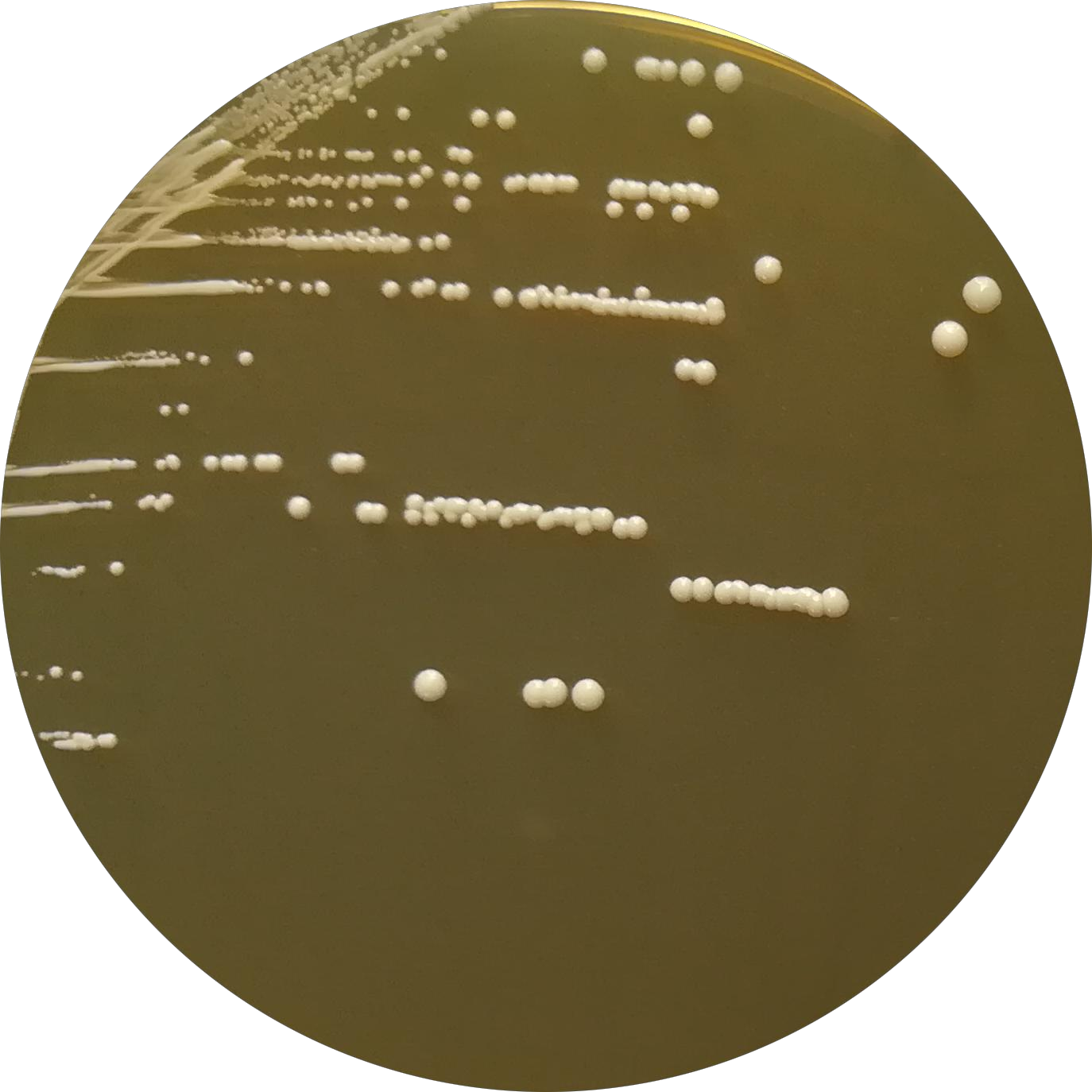 Lactobacillus genus-BNCC
