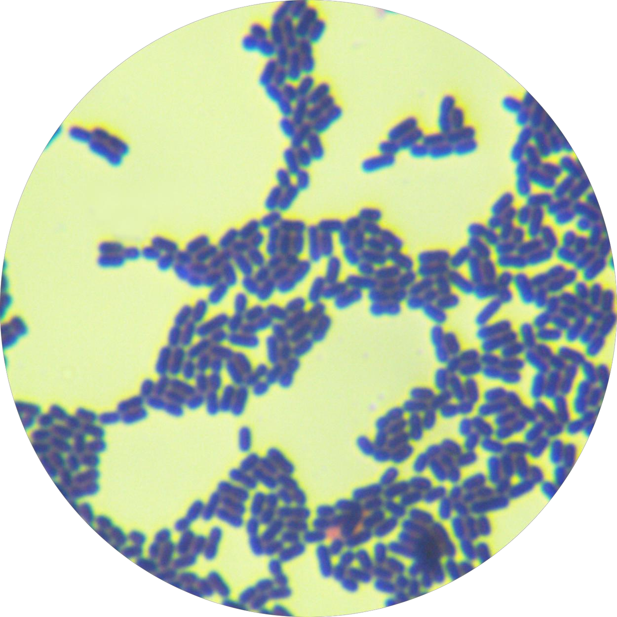 Lactobacillus genus-BNCC