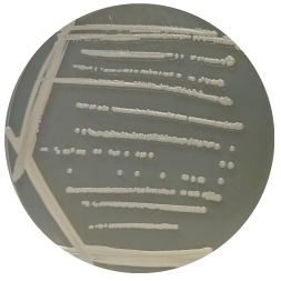 Actinobacteria-BNCC