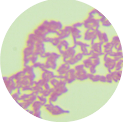 Actinobacteria-BNCC