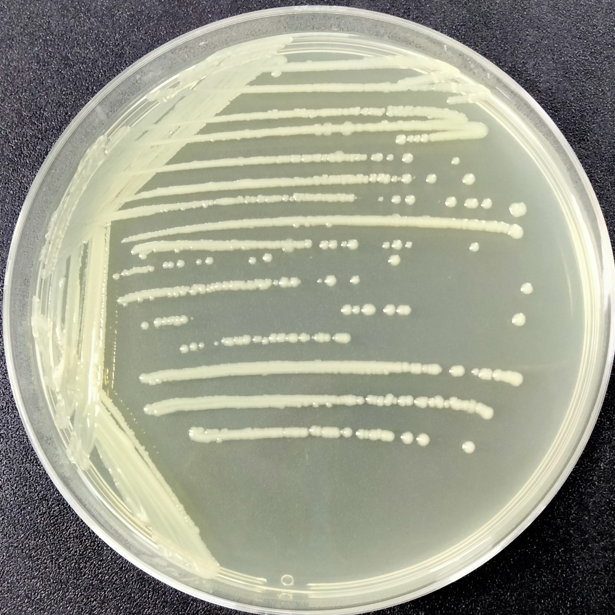 Enterobacter cloacae-BNCC