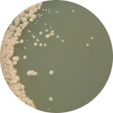 Salmon colored lock throwing yeast-BNCC