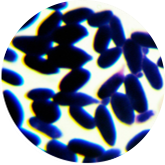 Salmon colored lock throwing yeast-BNCC