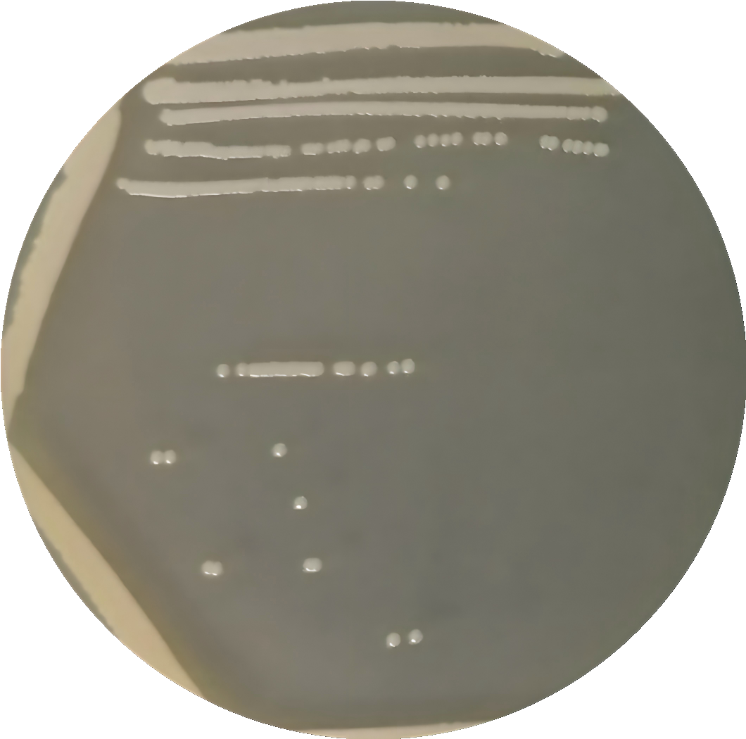 Veal Staphylococcus-BNCC