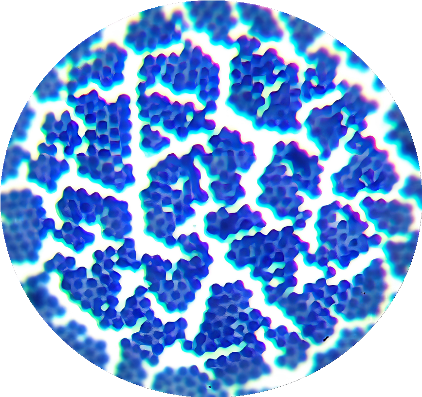 Veal Staphylococcus-BNCC