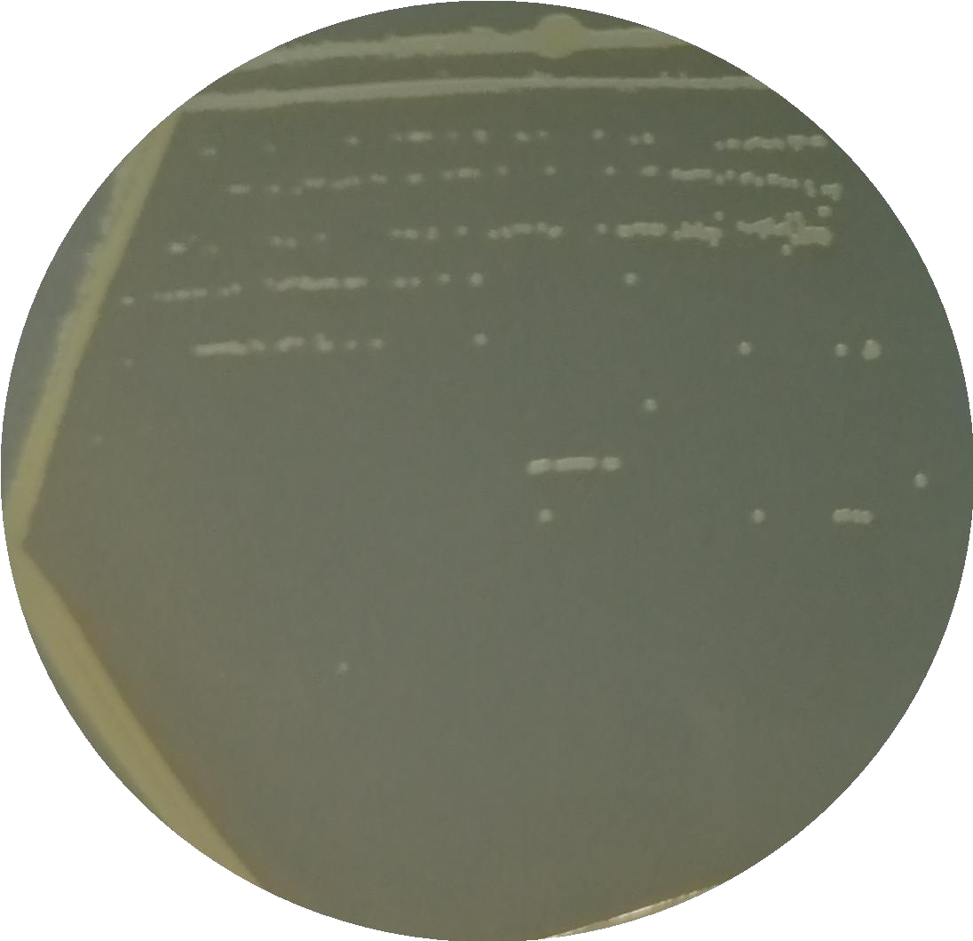 Microbacterium-BNCC