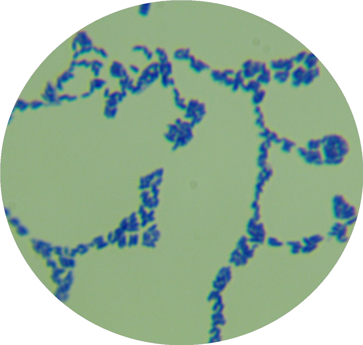 Microbacterium-BNCC