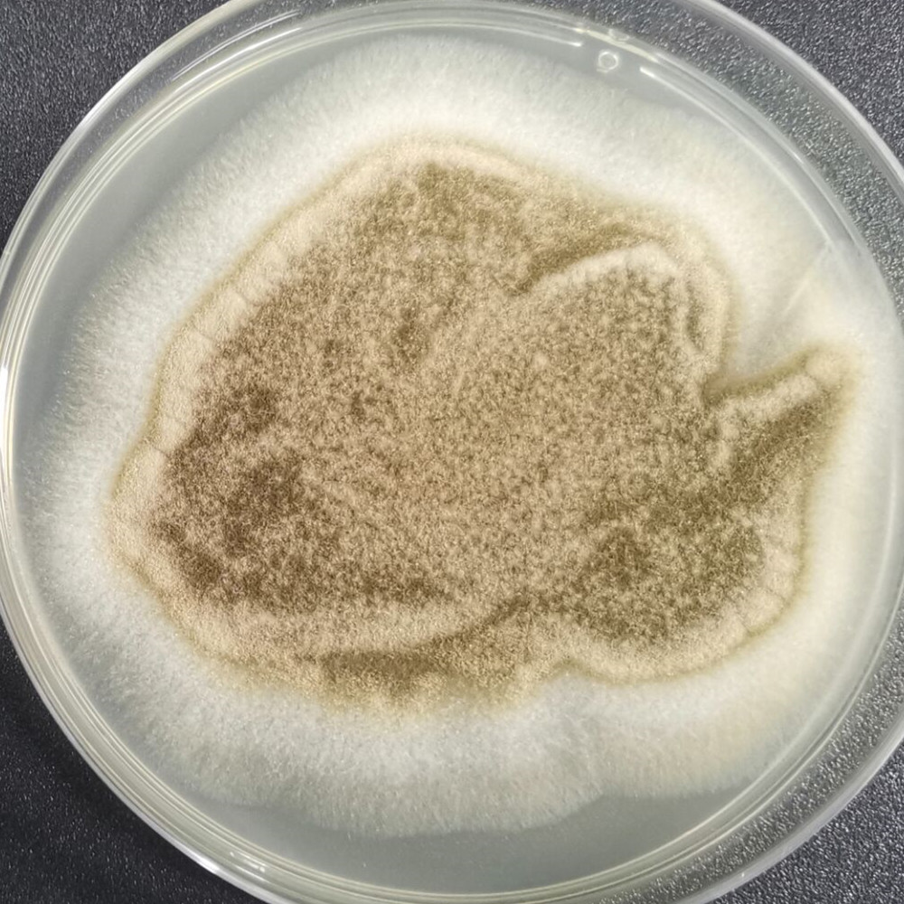 Aspergillus oryzae-BNCC