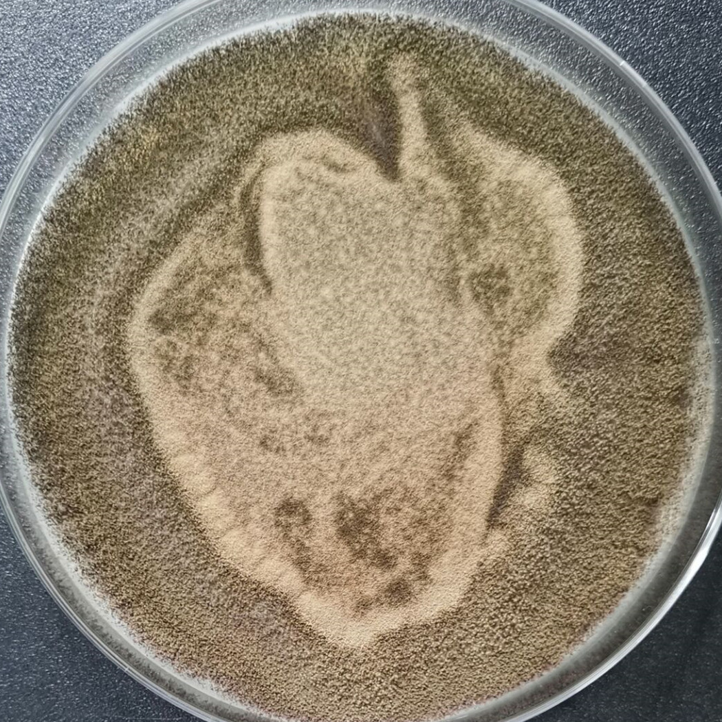 Aspergillus oryzae-BNCC