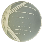 Coccus bacillus-BNCC