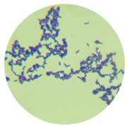 Coccus bacillus-BNCC
