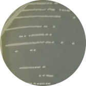 Aquatic Lactobacillus-BNCC
