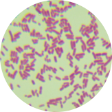 Aquatic Lactobacillus-BNCC