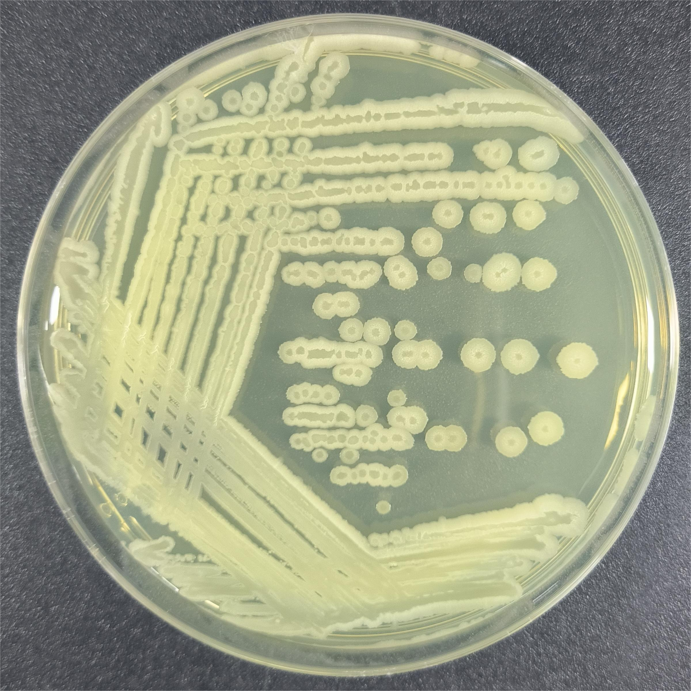 Bacillus amyloliquefaciens-BNCC