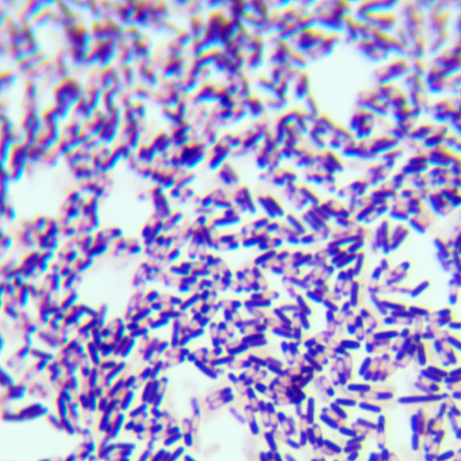 Bacillus amyloliquefaciens-BNCC