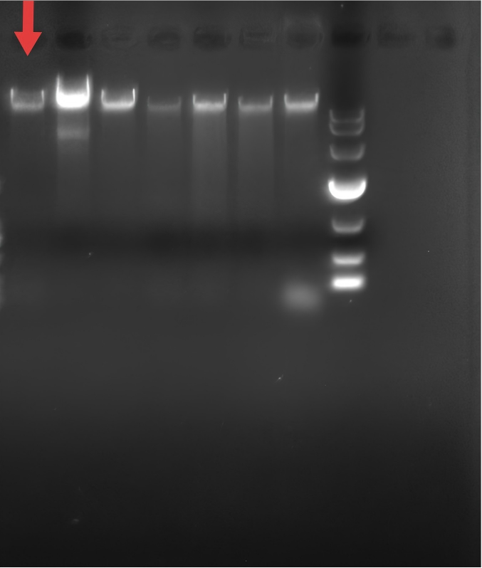 Pseudomonas oatii-BNCC