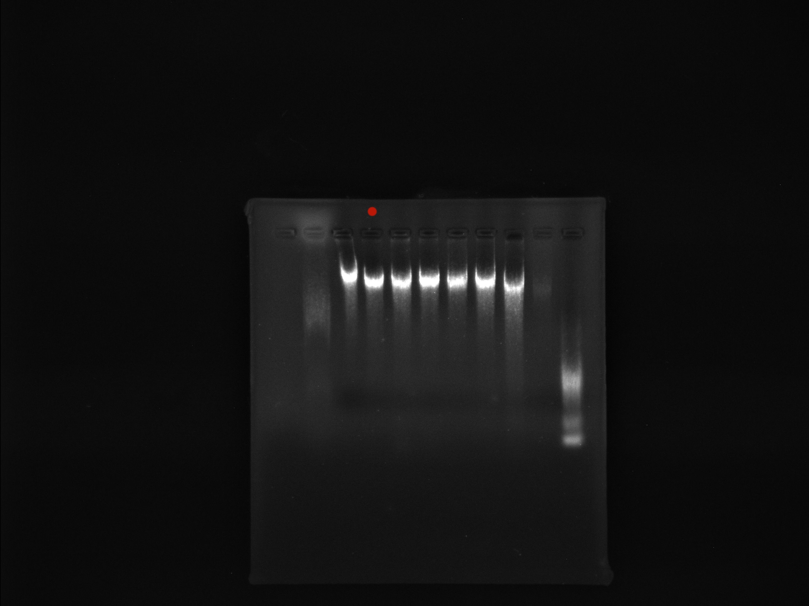 Sodium Nitrite Reducing Oligotrophic Monobacterium-BNCC