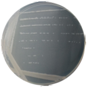 Bacillus subtilis-BNCC