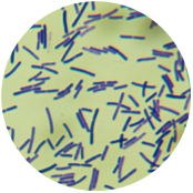 Bacillus subtilis-BNCC