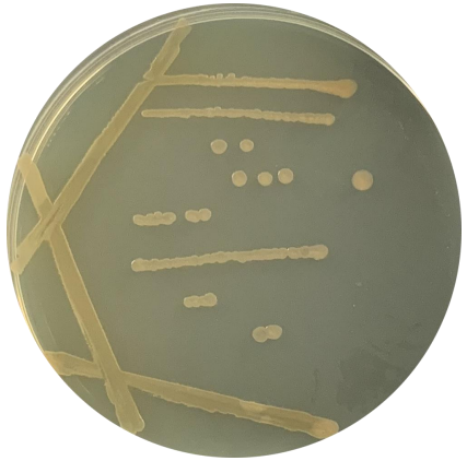 Thermophilic Bacillus subtilis-BNCC