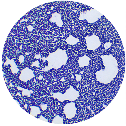 Thermophilic Bacillus subtilis-BNCC