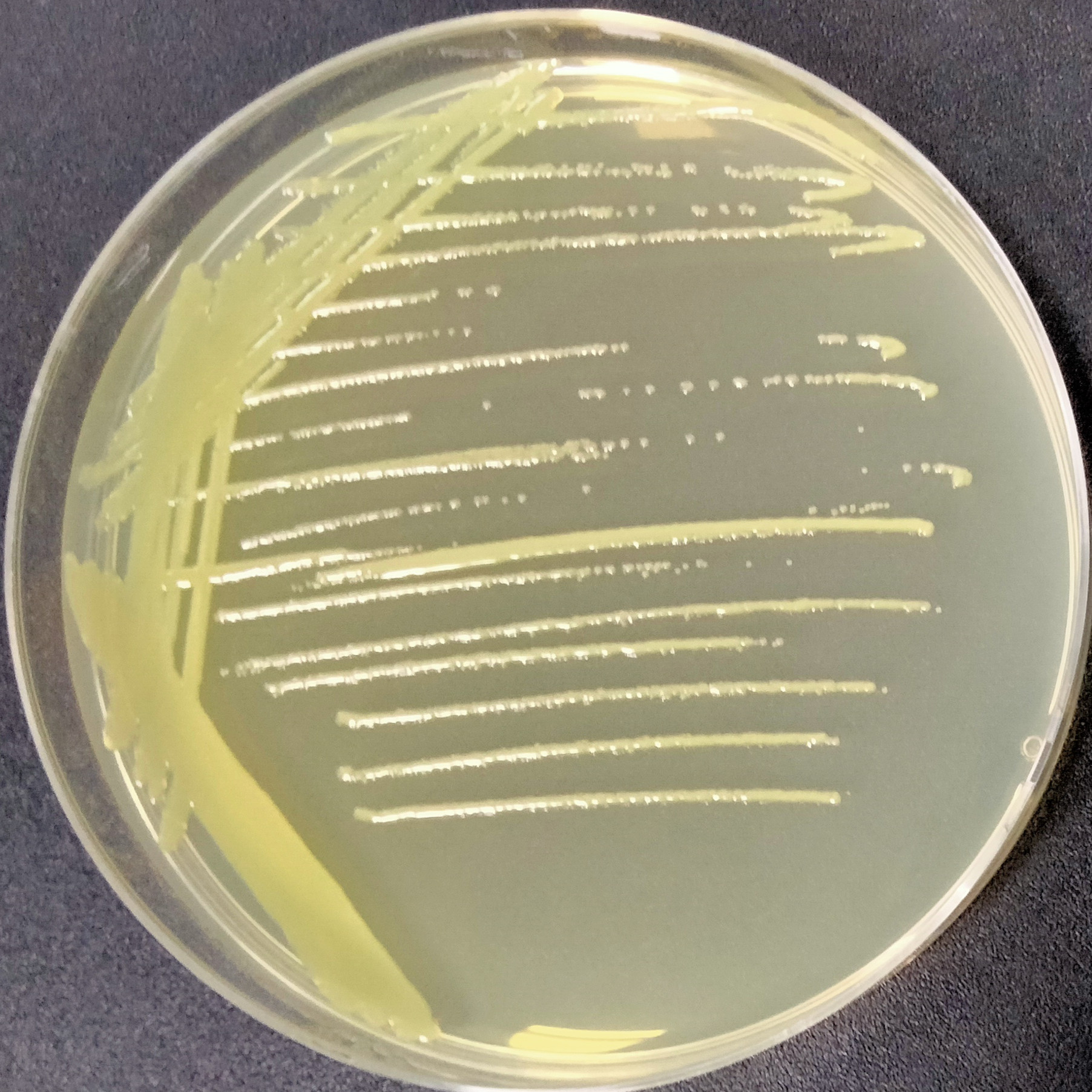 Enzyme producing Bacillus subtilis subspecies-BNCC