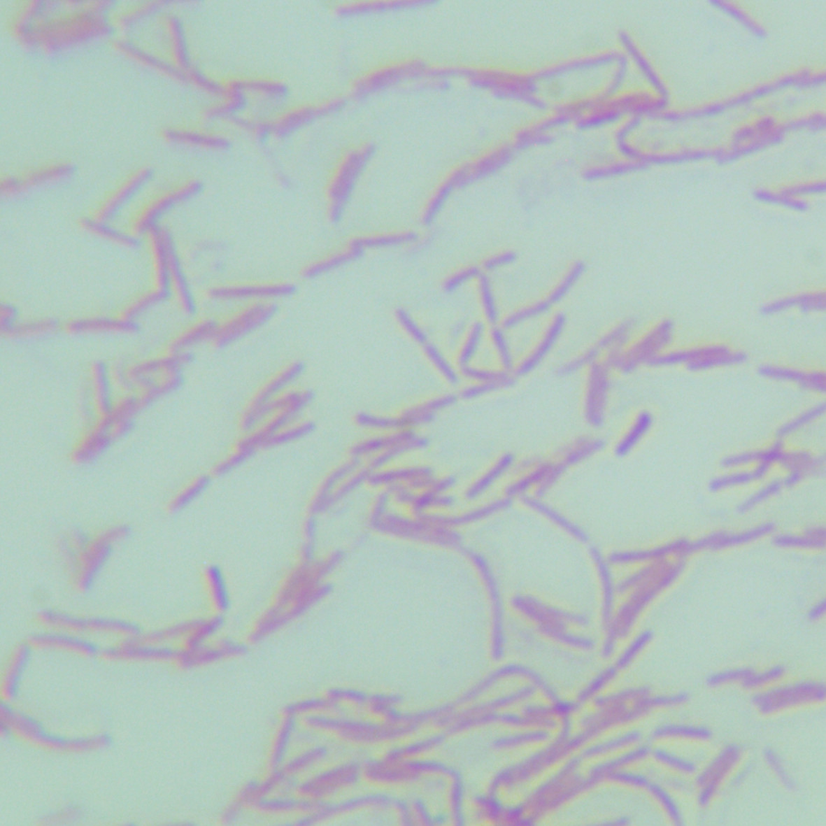 Enzyme producing Bacillus subtilis subspecies-BNCC