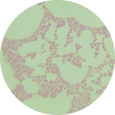 Aminotrophic bacillus-BNCC
