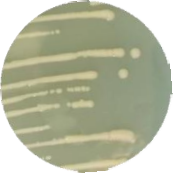 Aminotrophic bacillus-BNCC