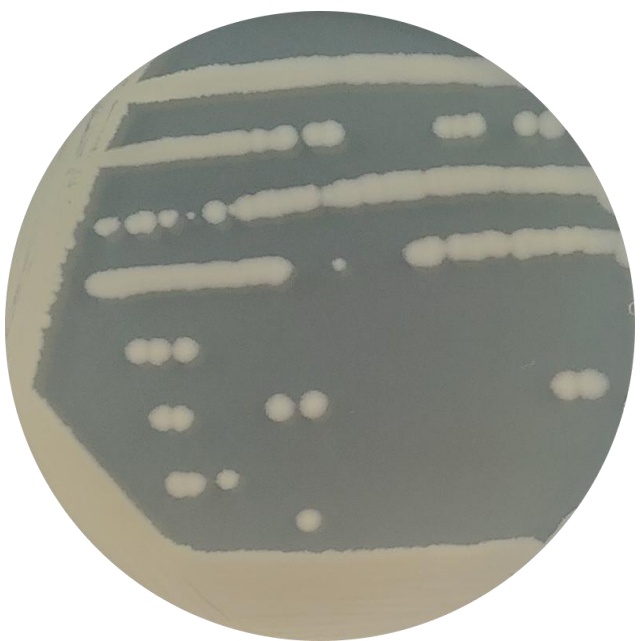 Bacillus subtilis-BNCC