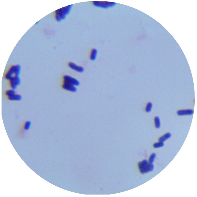 Bacillus subtilis-BNCC
