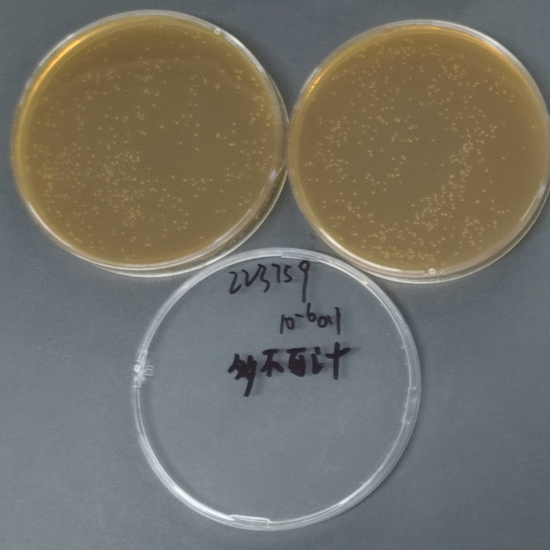 Lactobacillus-BNCC