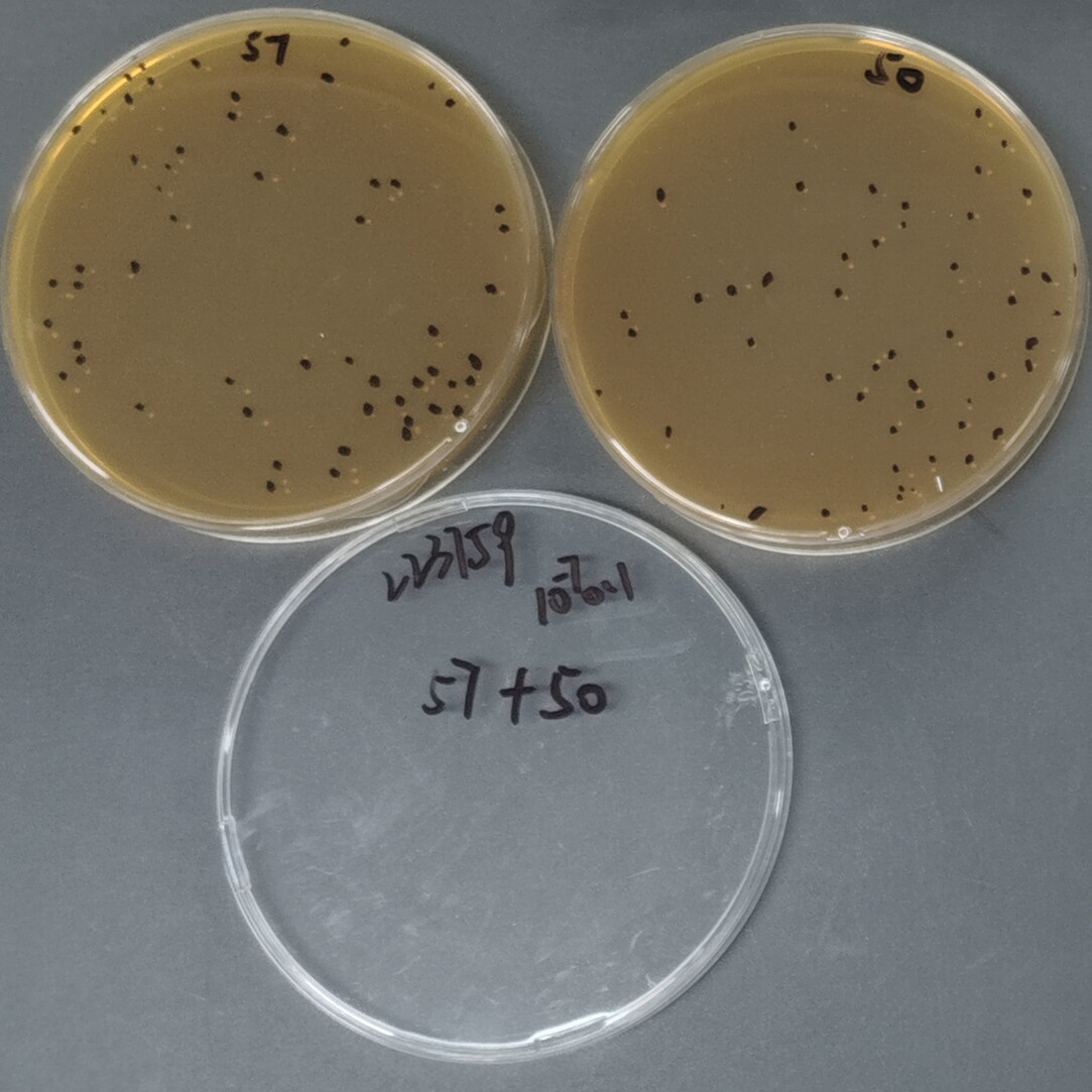 Lactobacillus-BNCC