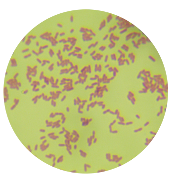 Pseudomonas-BNCC