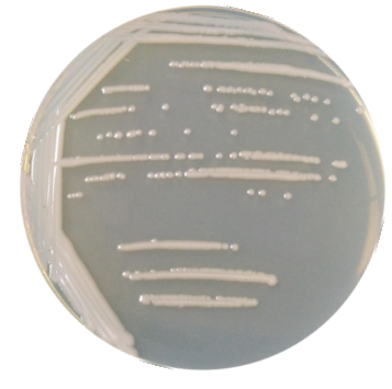 Pseudomonas-BNCC