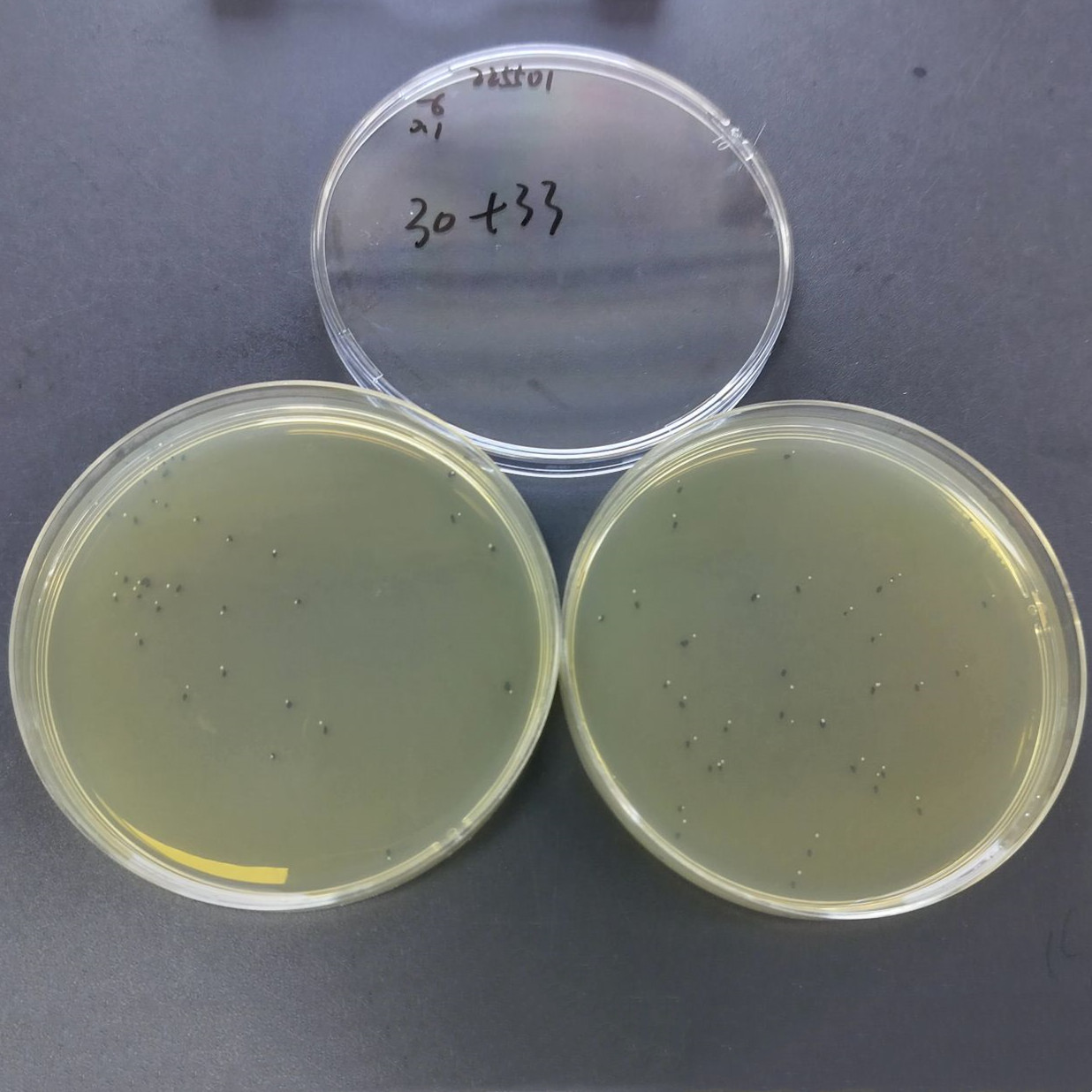New Cryptococcus (Cryptococcus neoformans)-BNCC