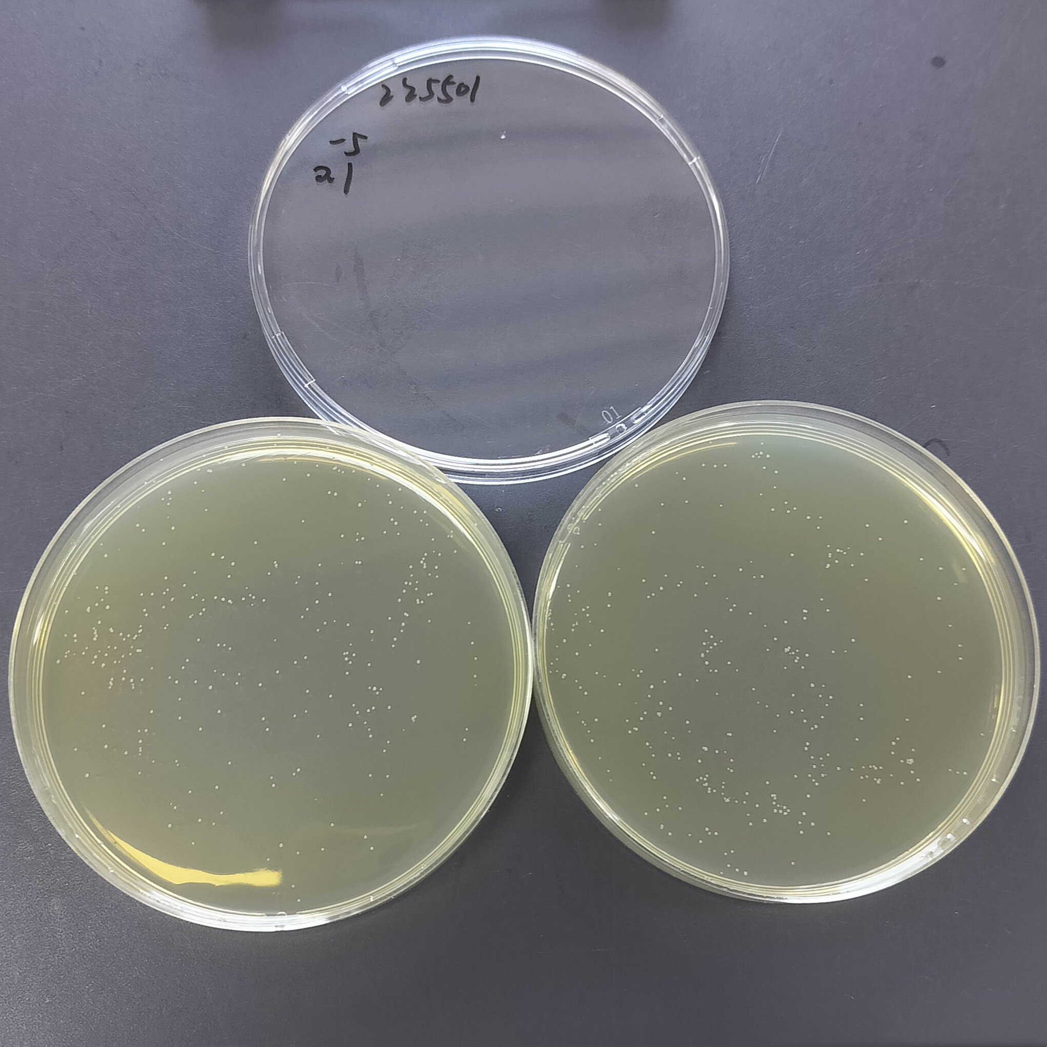 New Cryptococcus (Cryptococcus neoformans)-BNCC