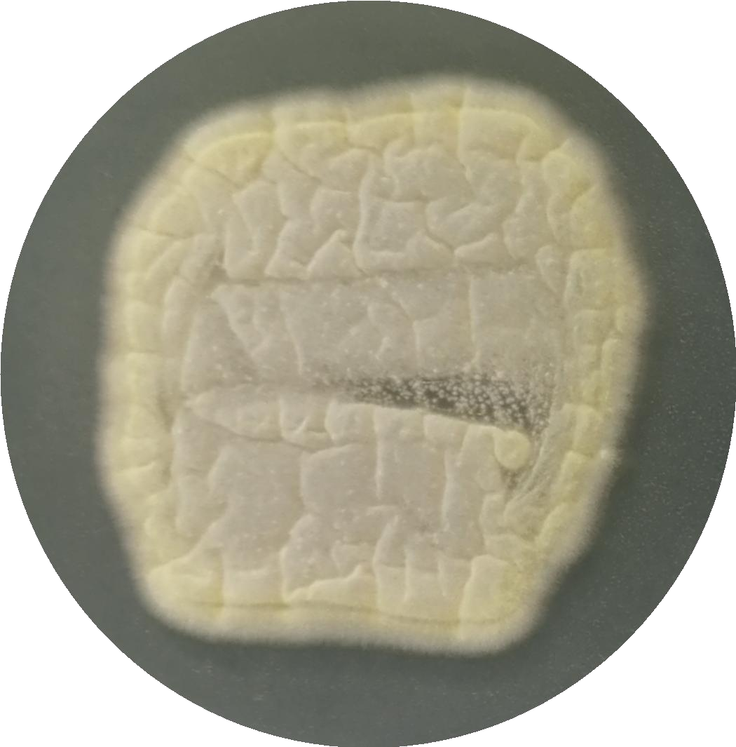 Fig Aspergillus-BNCC
