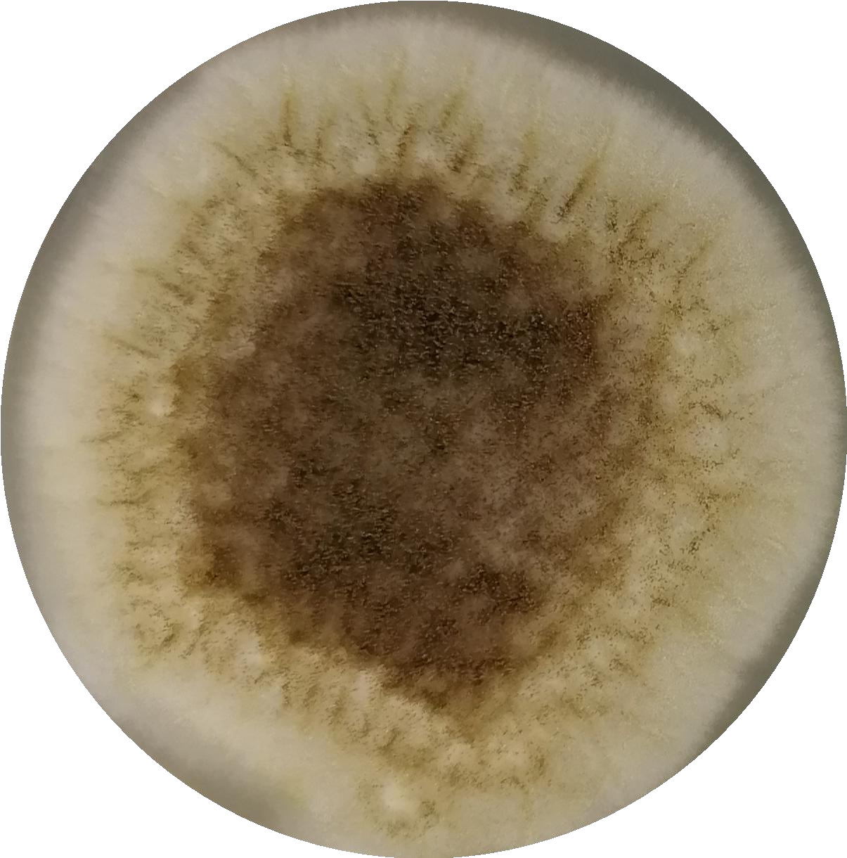 Fig Aspergillus-BNCC