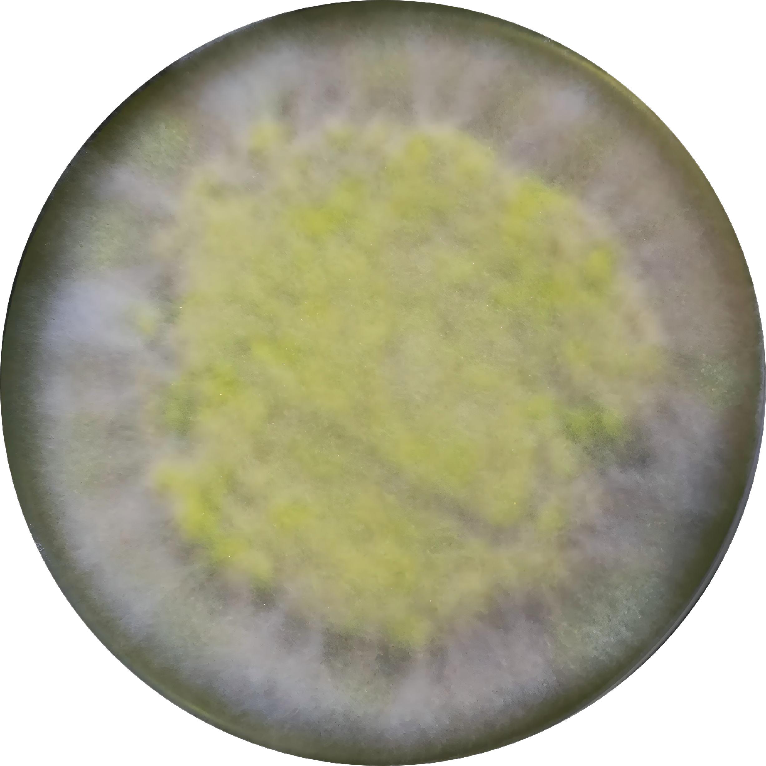 Stem basket shaped bacteria-BNCC