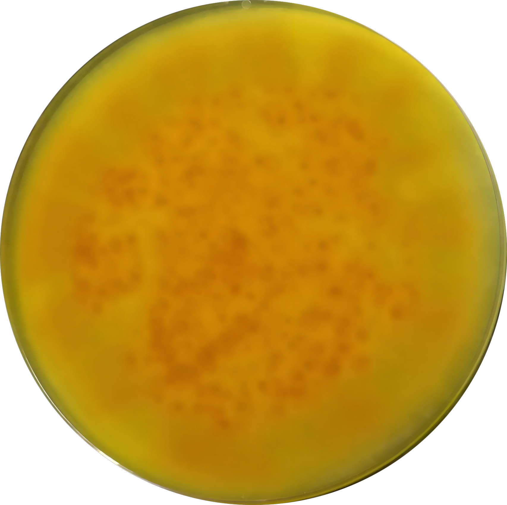 Stem basket shaped bacteria-BNCC