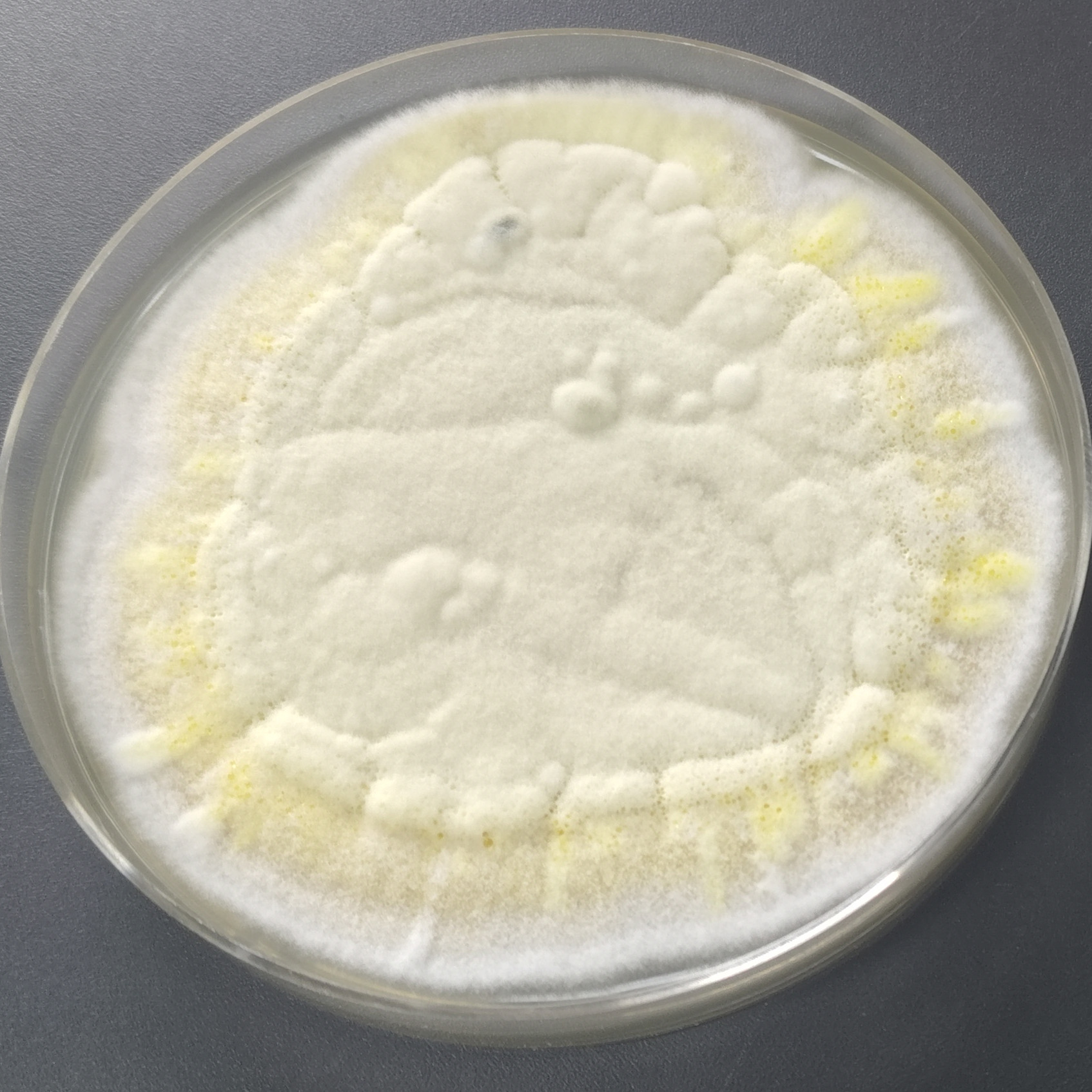 Cladosporium-BNCC