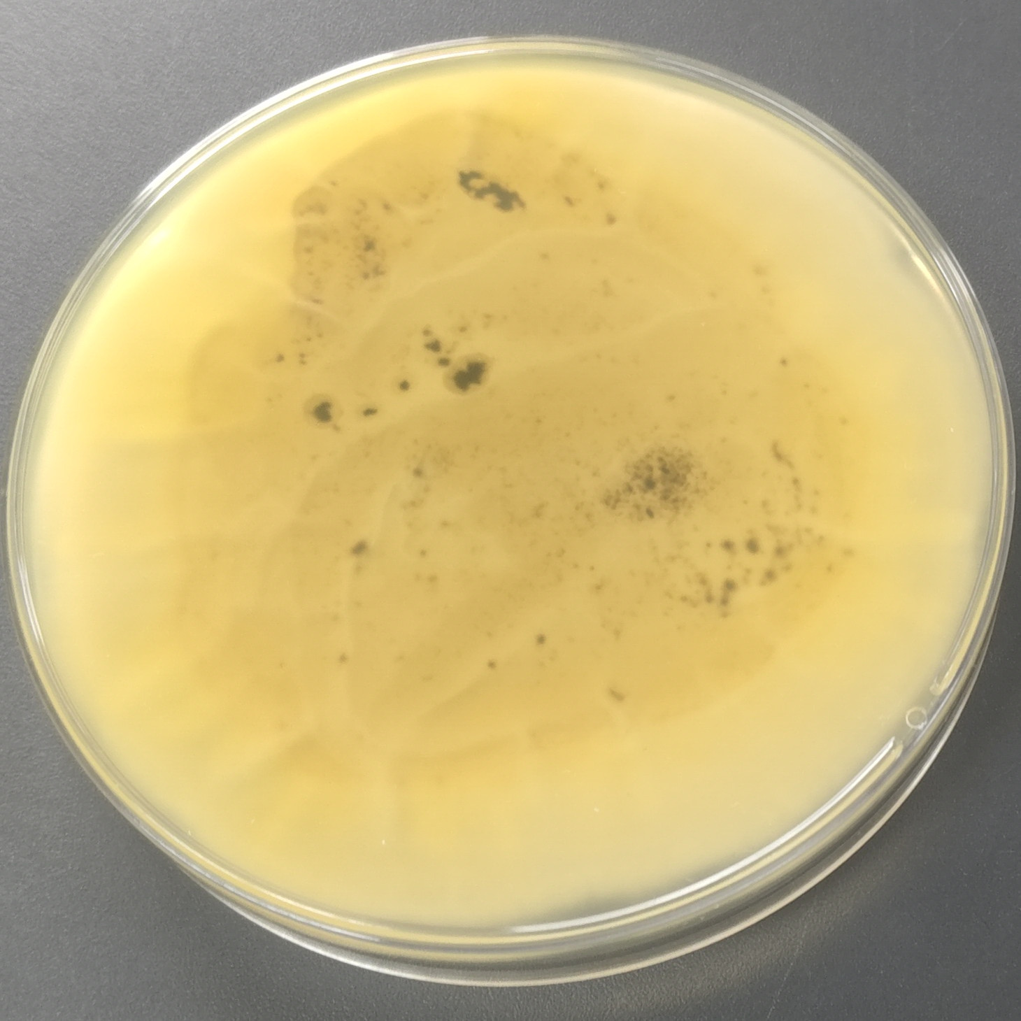 Cladosporium-BNCC