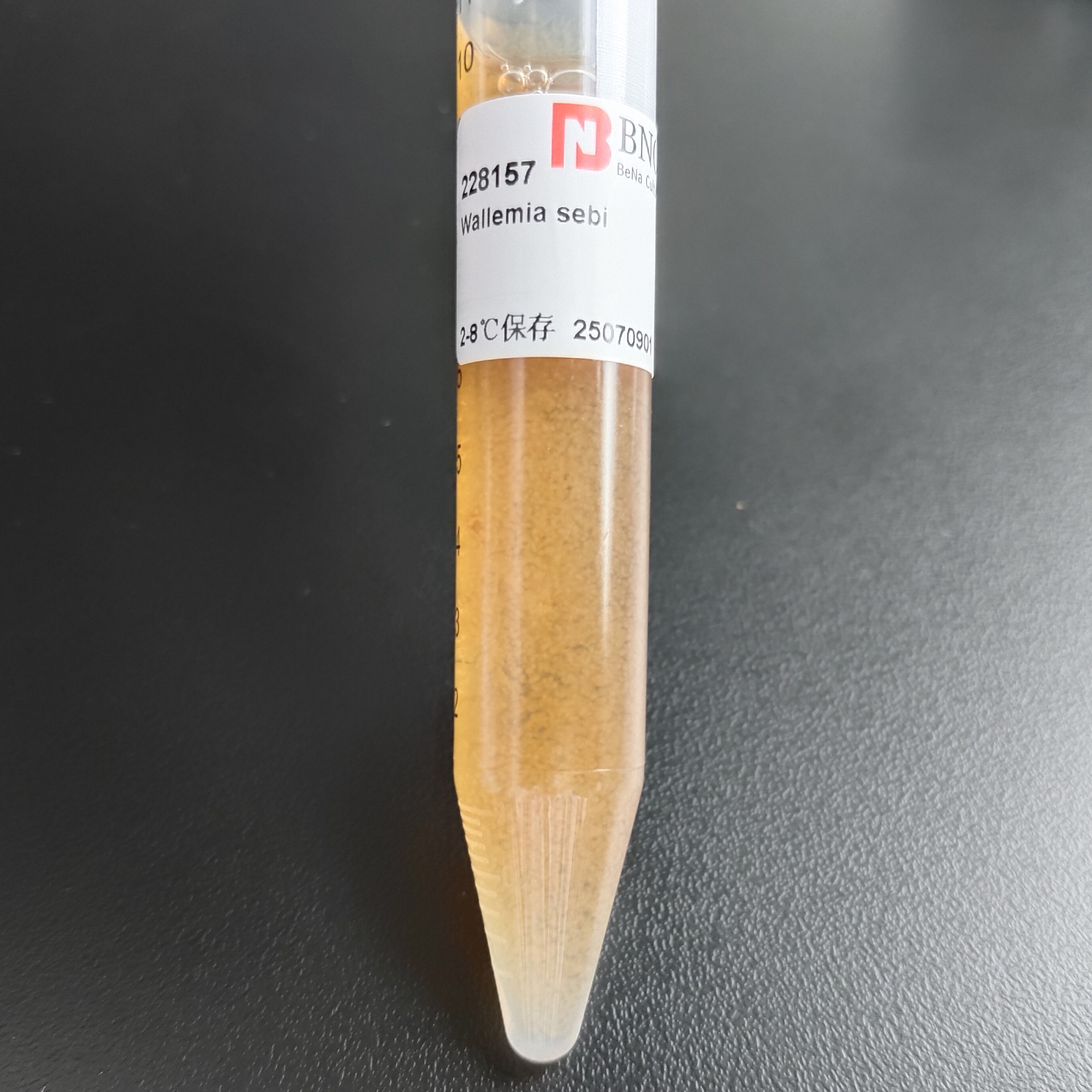 Wallemia sebi-BNCC