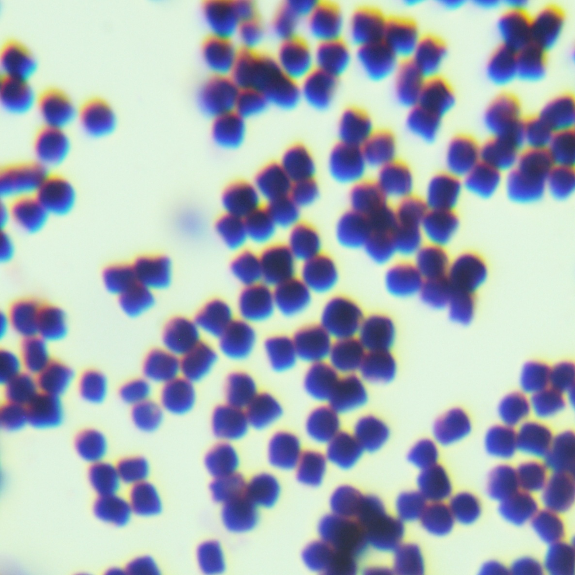 Wallemia sebi-BNCC